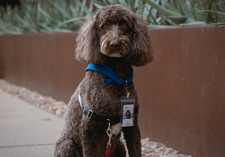 Dash, a chocolate brown labradoodle, wearing a GateWay id badge, sitting in front of metal planter with cacti