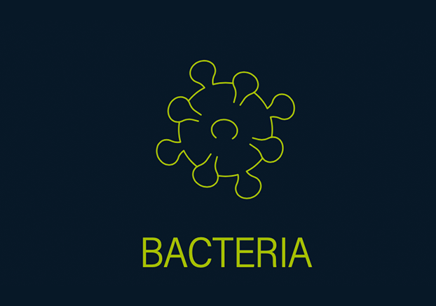 Bacteria