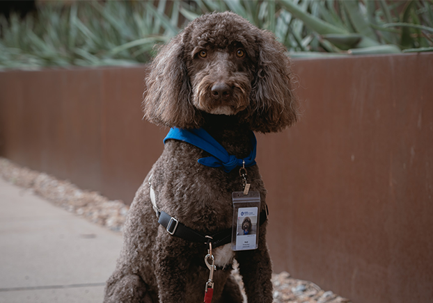 Brown labrodoodle sitting in front of metal planter